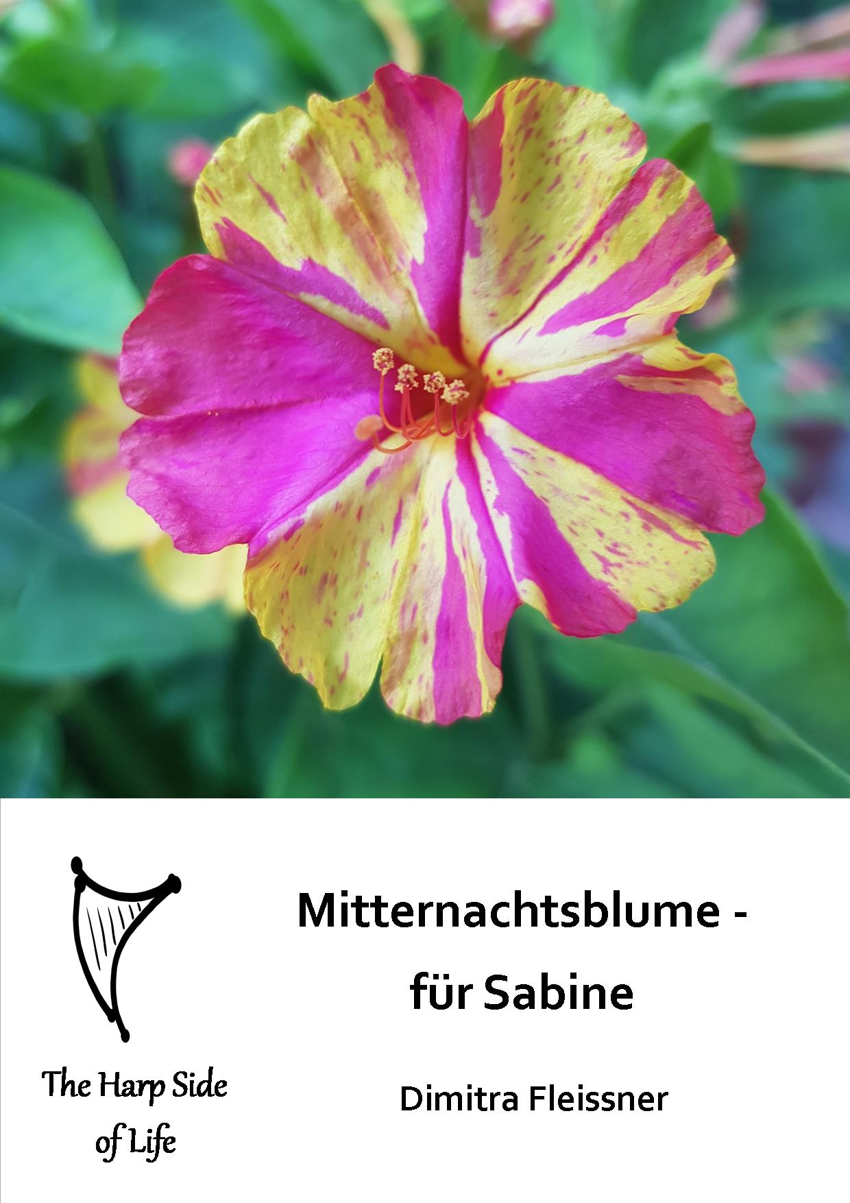 Mitternachtsblume